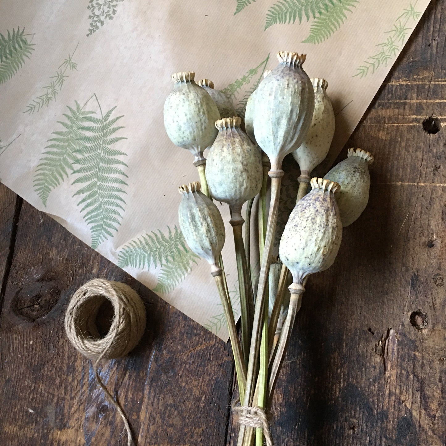 Dried Papaver Heads