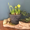 Tete a Tete Daffodils in a Rustic Pot (Charcoal)