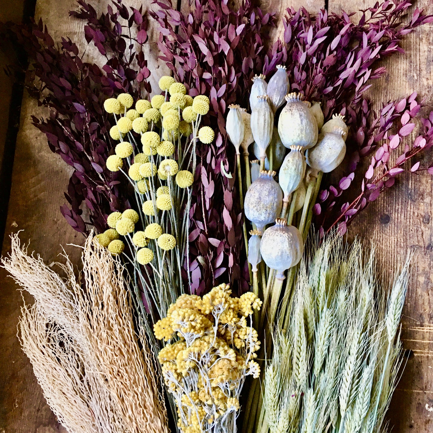 Dried Papaver Heads