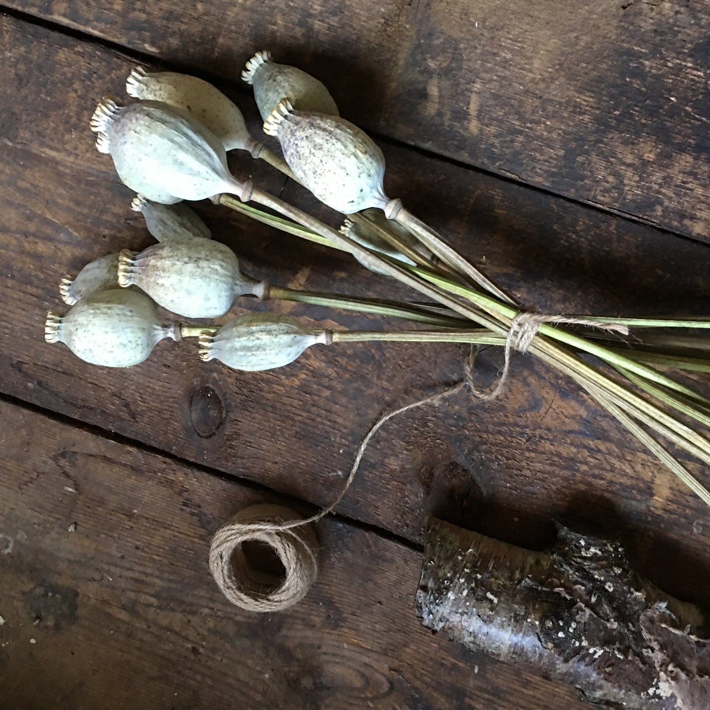 Dried Papaver Heads