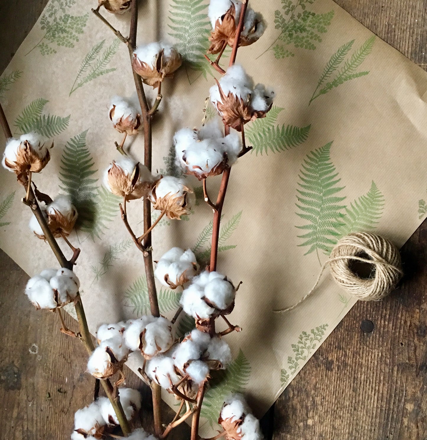 Dried Natural Cotton Stems