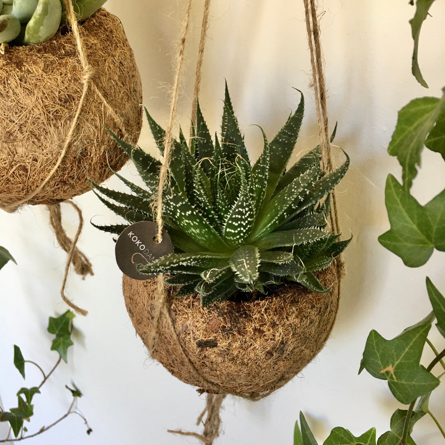 Hanging Kokedama - Succulent Plant (Haworthia)