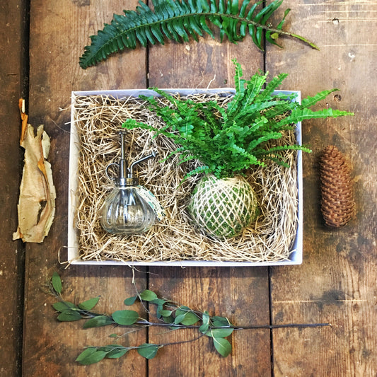 Fern Kokedama & Botanical Mister Gift Box