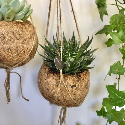 Hanging Kokedama - Succulent Plant (Haworthia)