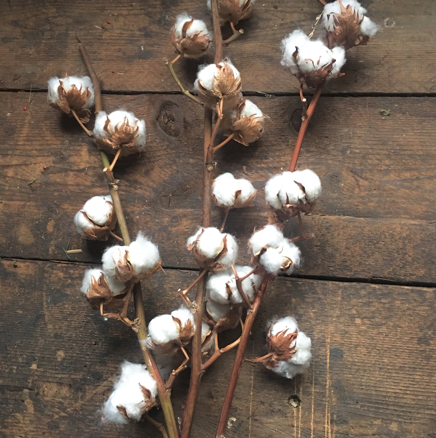 Dried Natural Cotton Stems