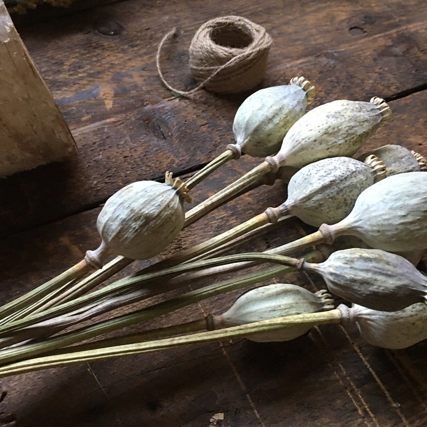 Dried Papaver Heads