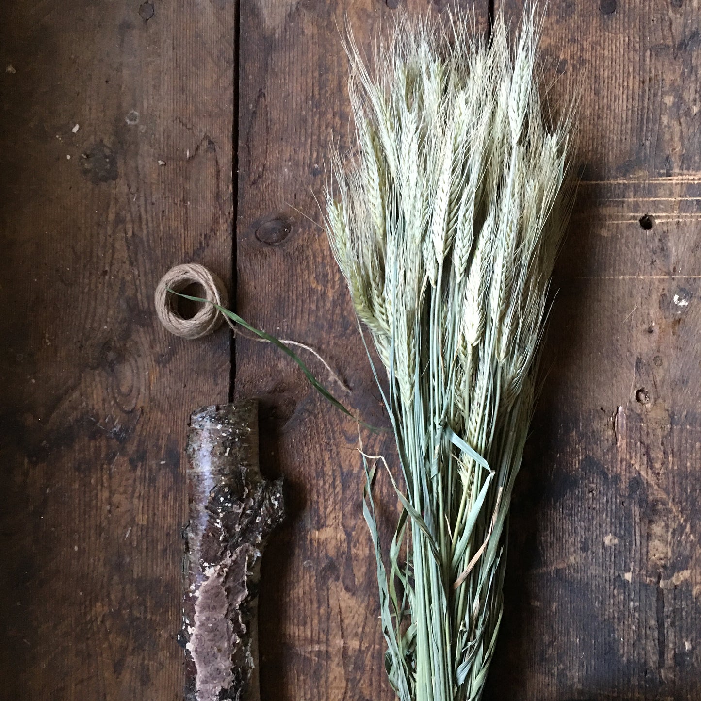 Natural Barley Dried Bunch