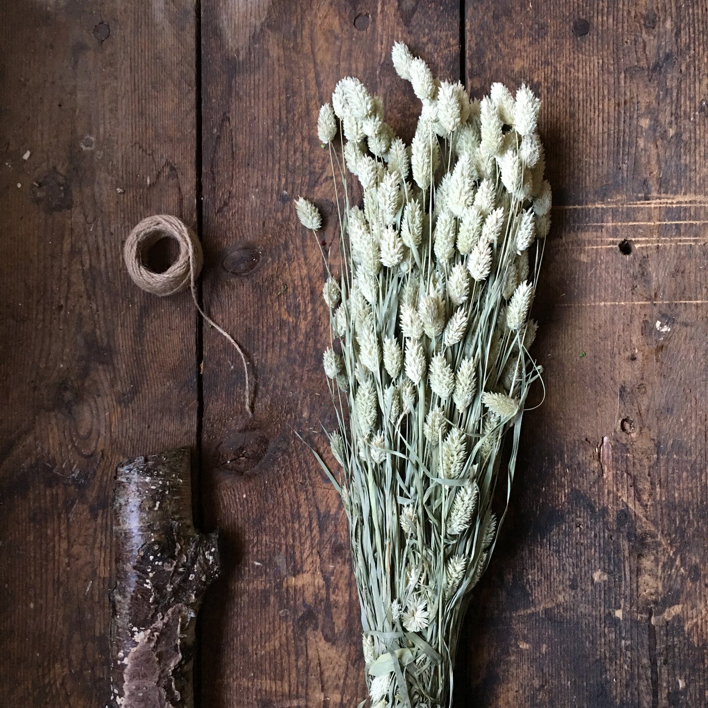 Canary Grass - Natural Phalaris Dried