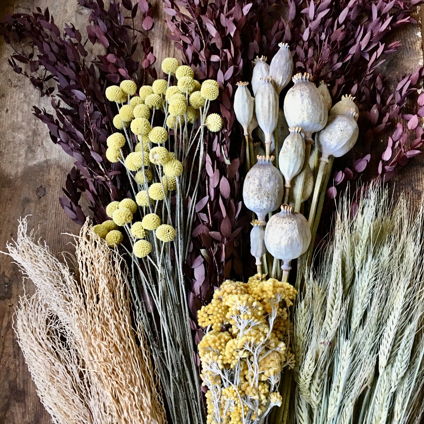 Canary Grass - Natural Phalaris Dried