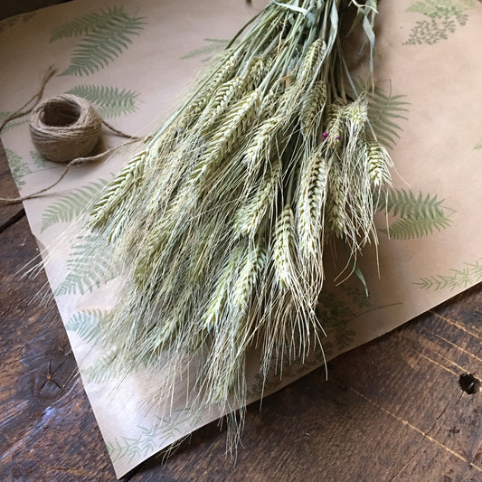 Natural Barley Dried Bunch