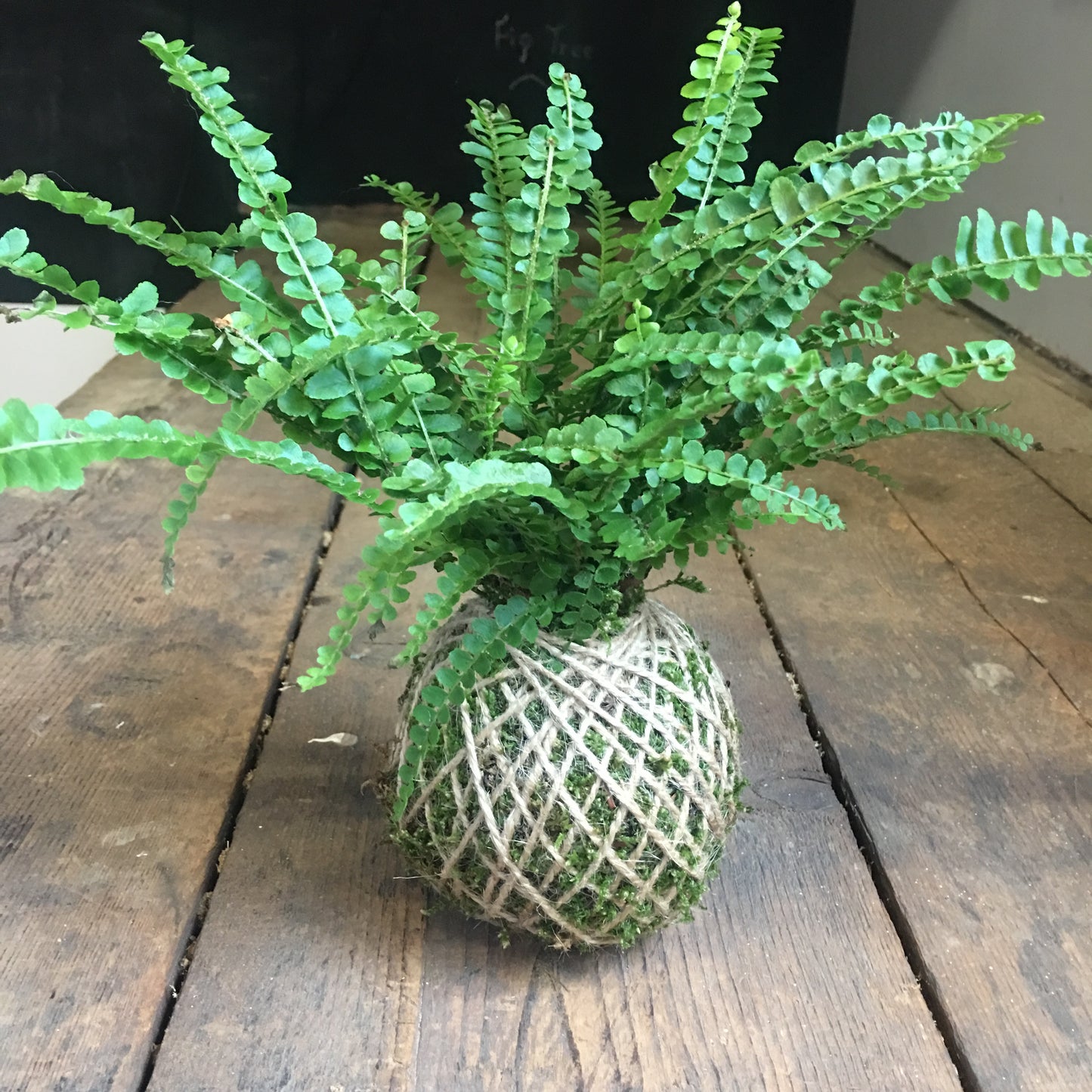 Fern Kokedama & Botanical Mister Gift Box