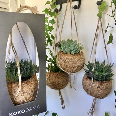 Hanging Kokedama - Succulent Plant (Haworthia)