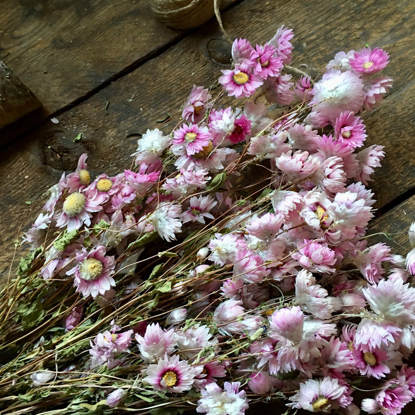 Dried Pink Daisy Flower