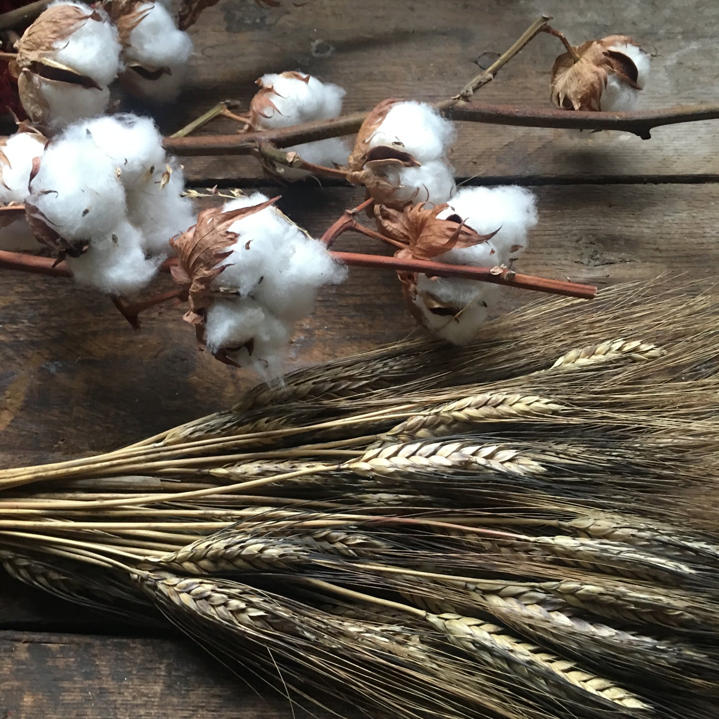 Barley Dried Bunch - Bronze Tufted