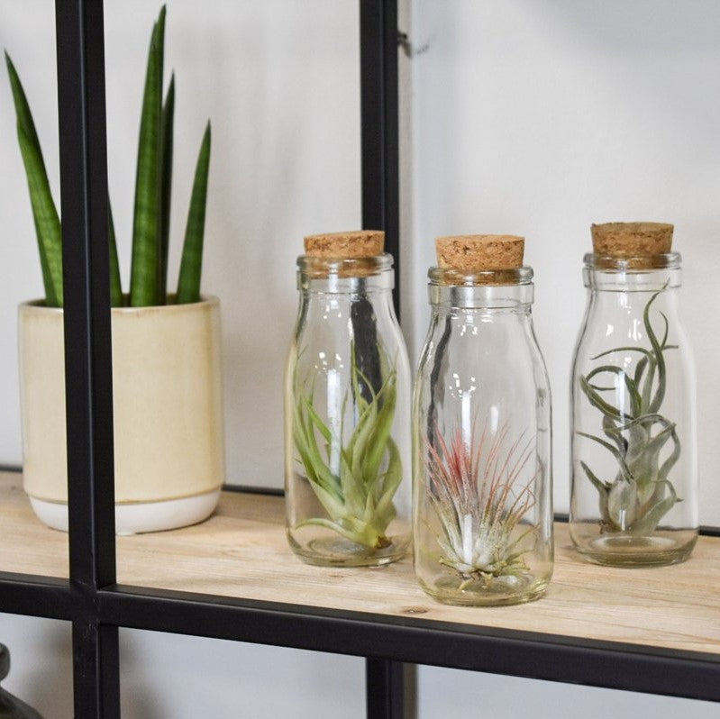 Air Plants Tillandsia In Milk Bottle