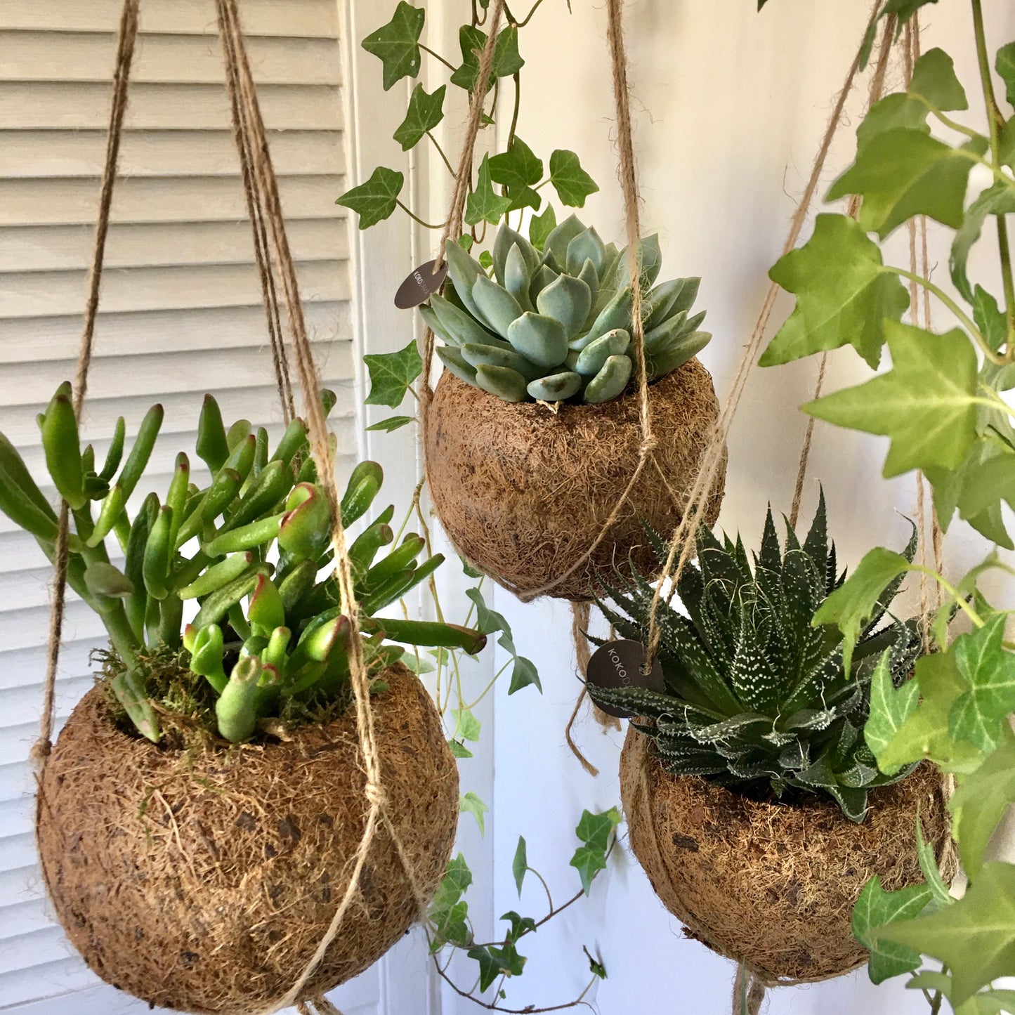 Hanging Kokedama - Succulent Plant (Crassula)