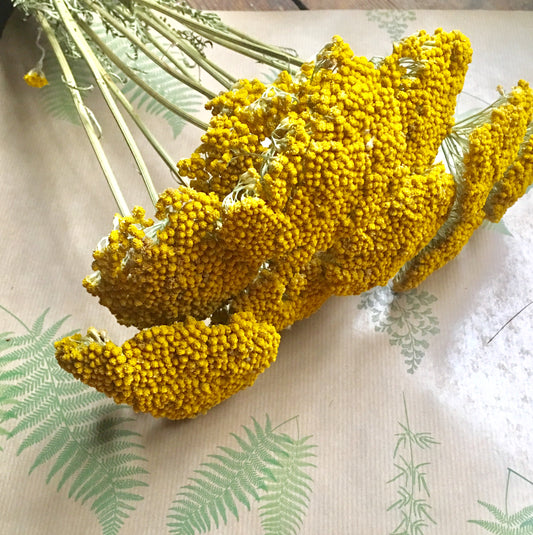  Dried Achillea Yellow Bunch