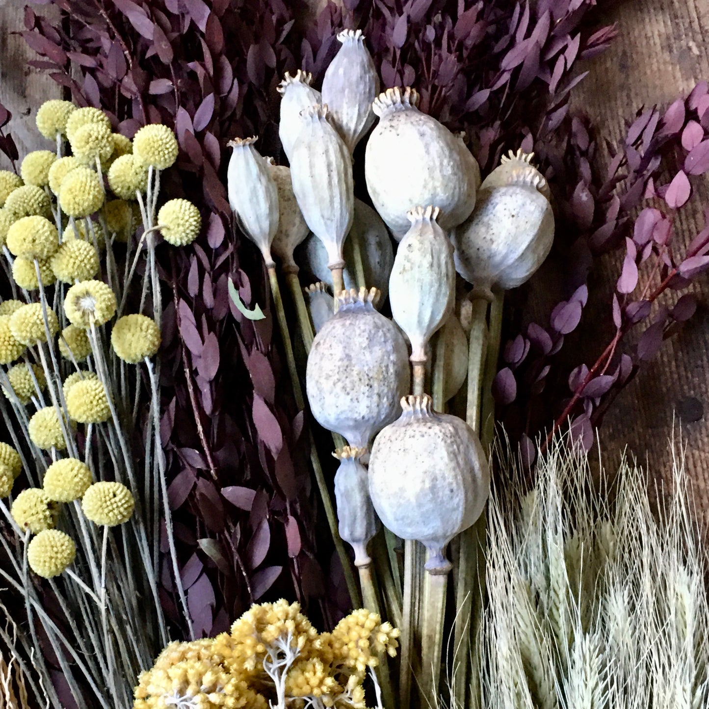 Dried Papaver Heads