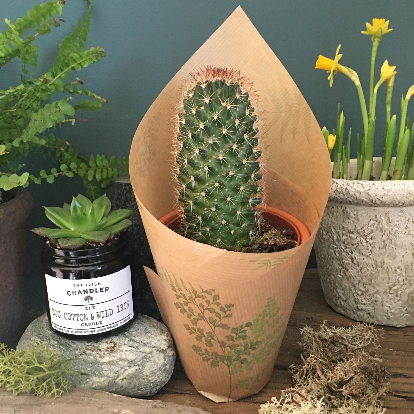 Cactus with Terracotta Pot 🌵