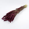 Dried Foxtail Grass - Burgundy