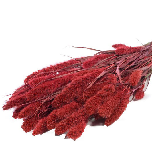 Dried Foxtail Grass - Red