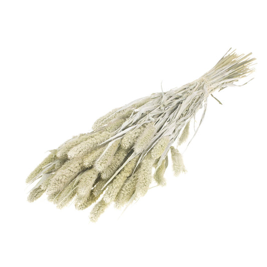 Dried Foxtail Grass - White Misty