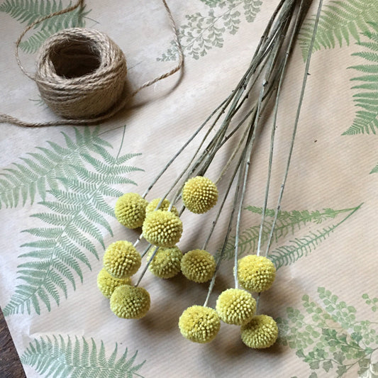 Dried Craspedia Heads - Yellow Billy Buttons