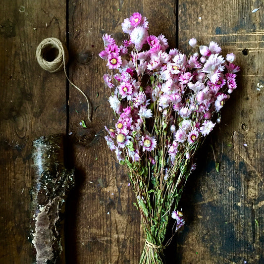 Dried Pink Daisy Flower