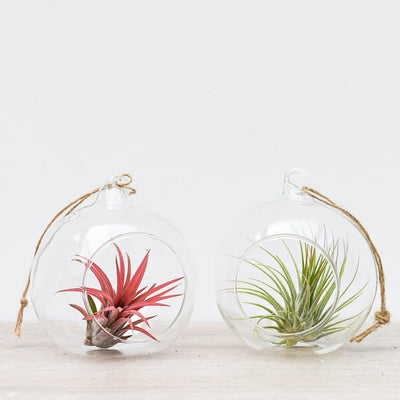 Hanging Round Glass Tillandsia - Air Plant