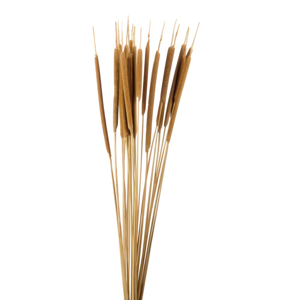 Dried Decorative Bulrush