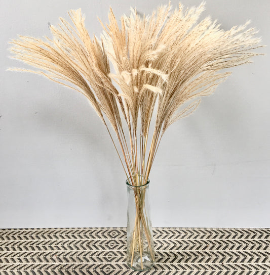 Miscanthus Natural Dried (Fluffy Grass)