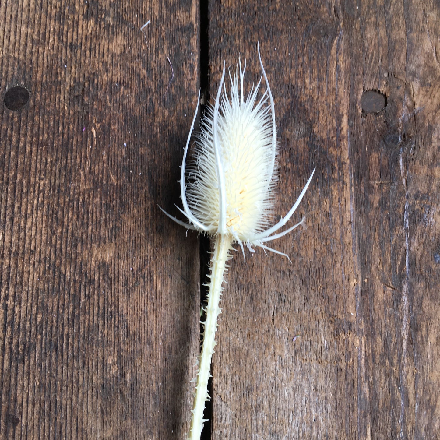 Preserved Marsh Thistle - White Stem