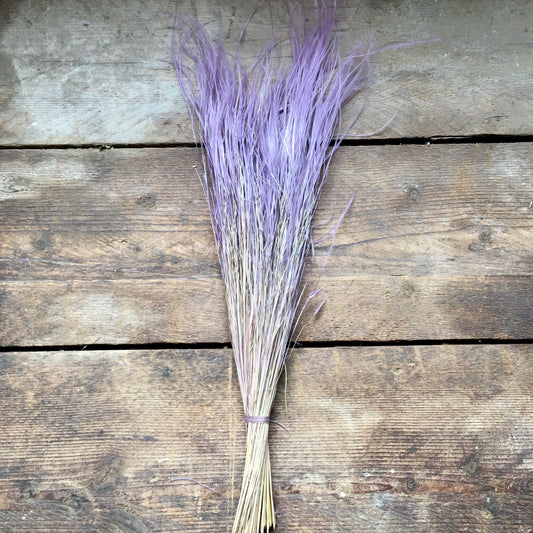 Stipa Pennata Fluffy Grass - Lilac