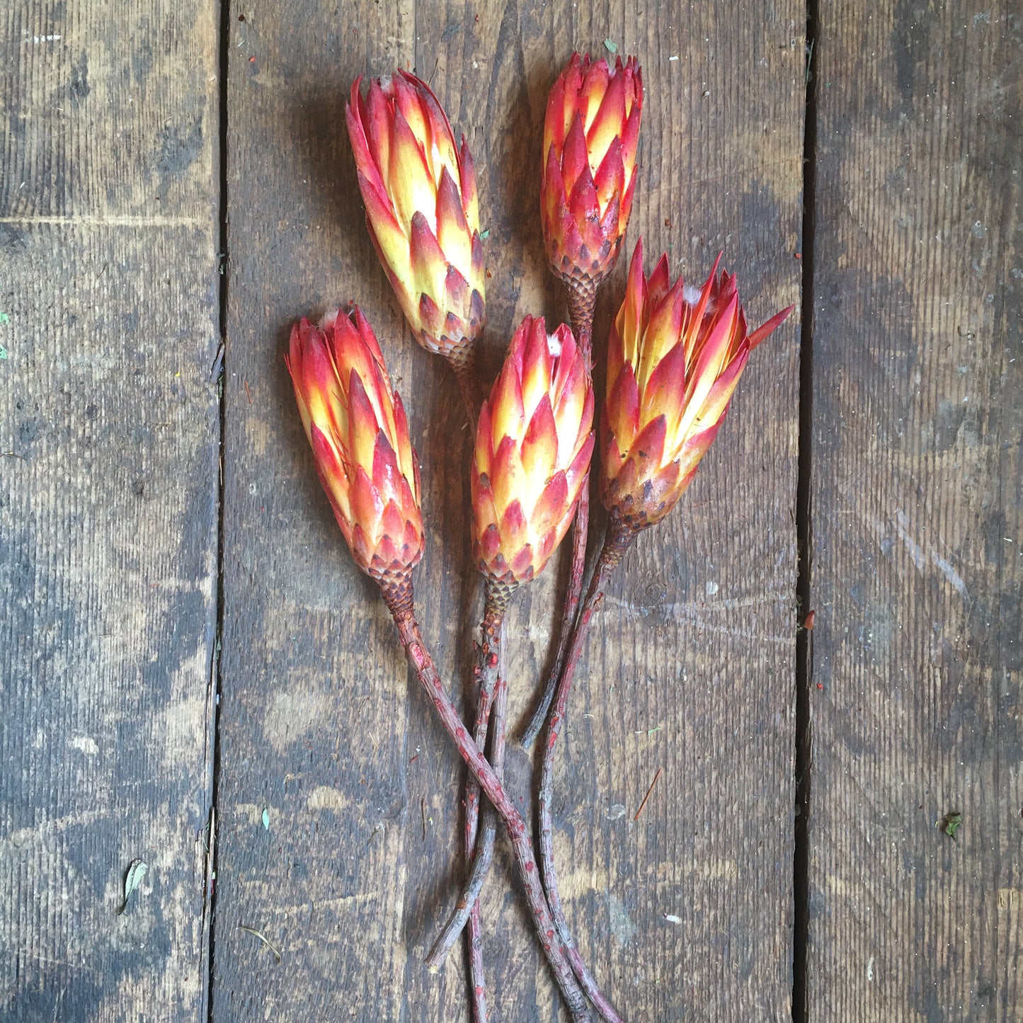 Sugar Bush Flowers (Protea) Red