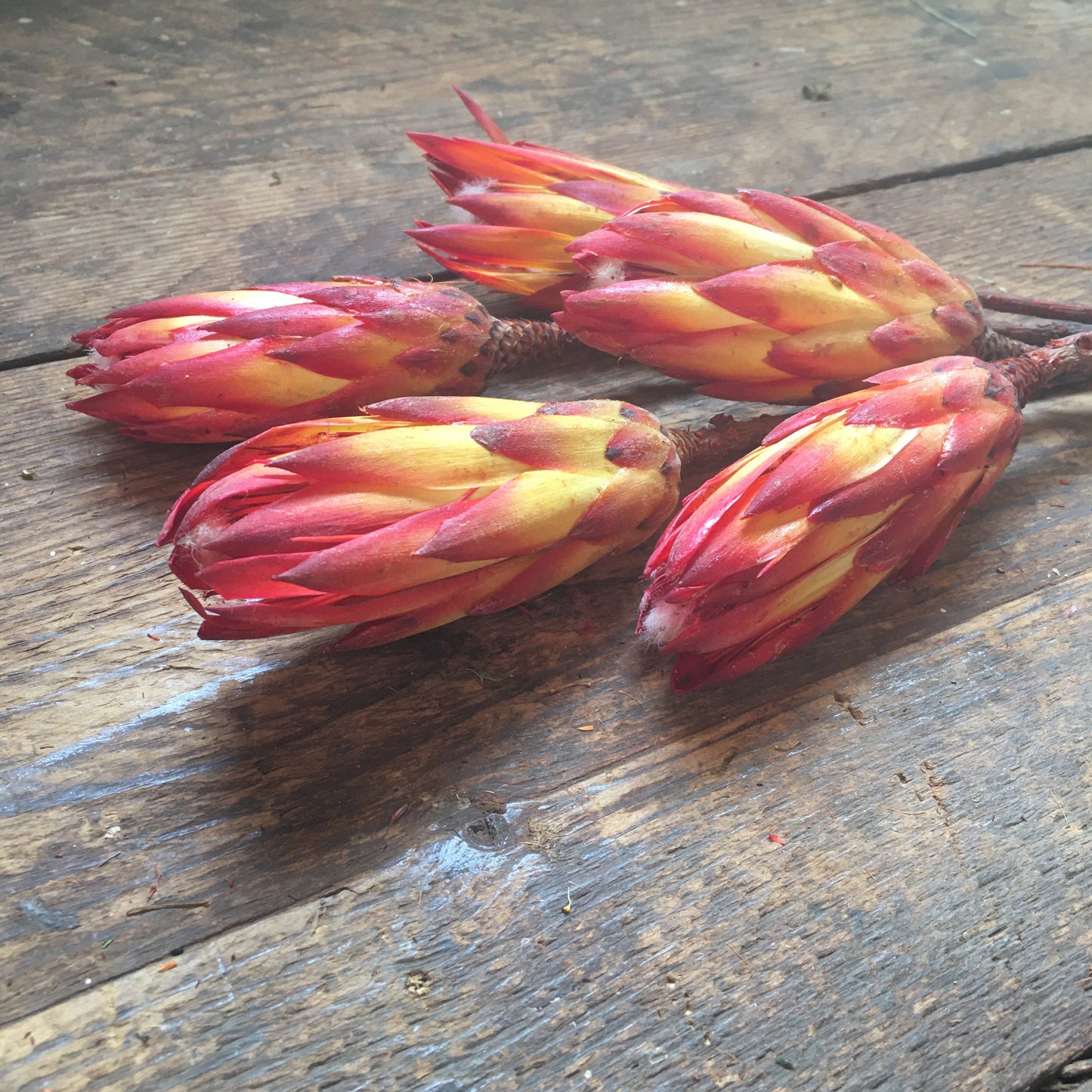 Sugar Bush Flowers (Protea) Red