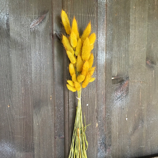 Bunny Tails Grass - Ochre Yellow