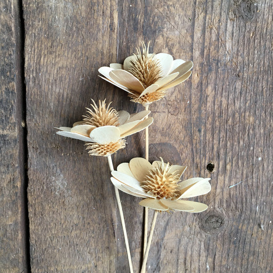 Dried Teasel Flower- Natural Stem