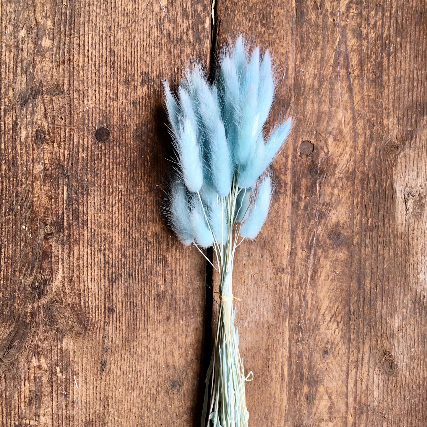 Bunny Tails Grass - Pale Blue