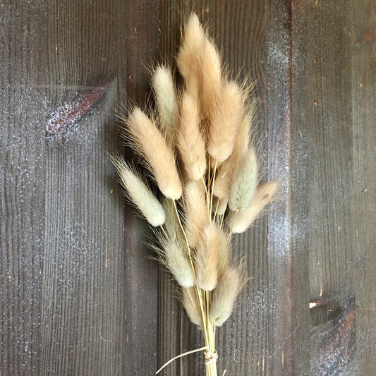 Bunny Tails Grass - Natural