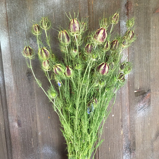 Dried Nigella Seed Heads