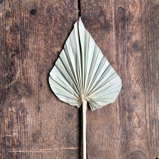 Dried Palm Spear- Natural Stem