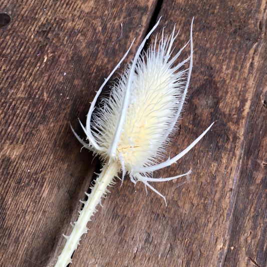 Preserved Marsh Thistle - White Stem