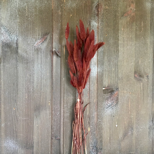 Bunny Tails Grass - Chocolate Brown