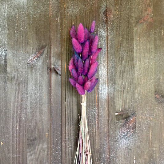 Bunny Tails Grass - Purple Flame