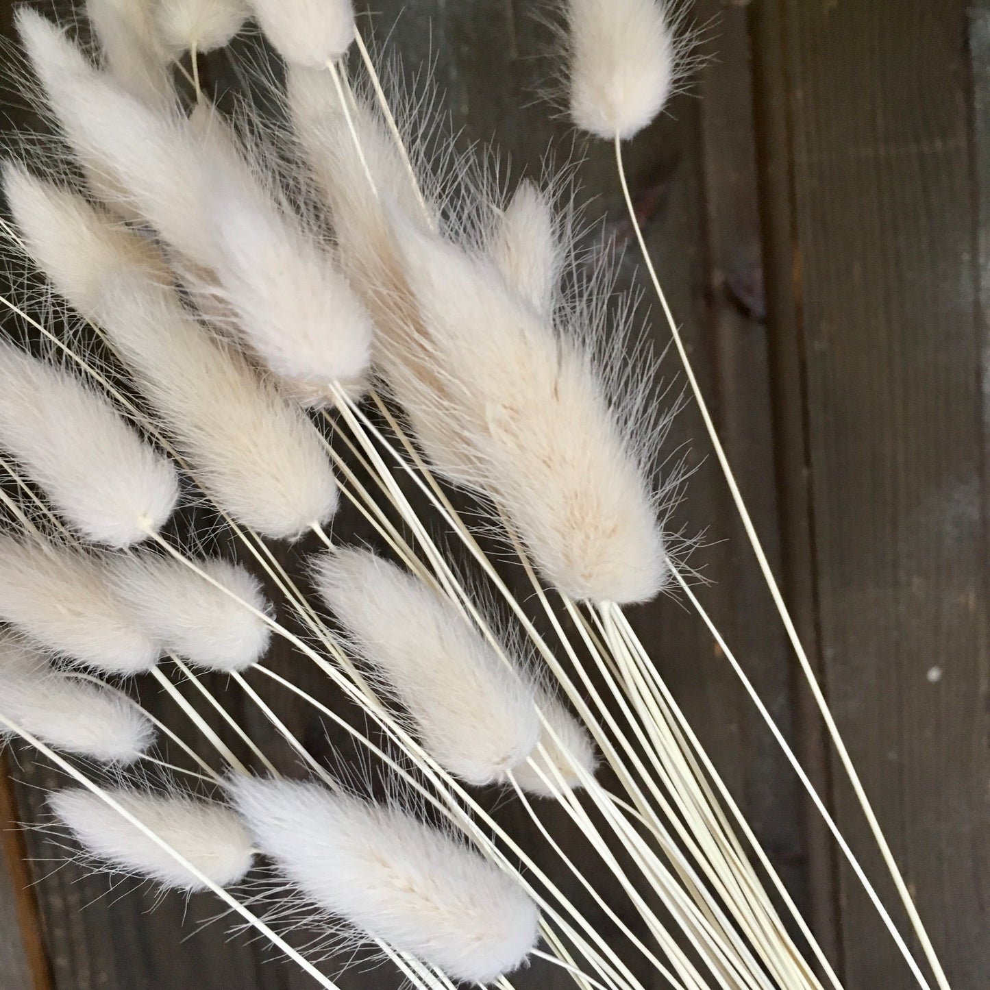 Bunny Tails Grass - White