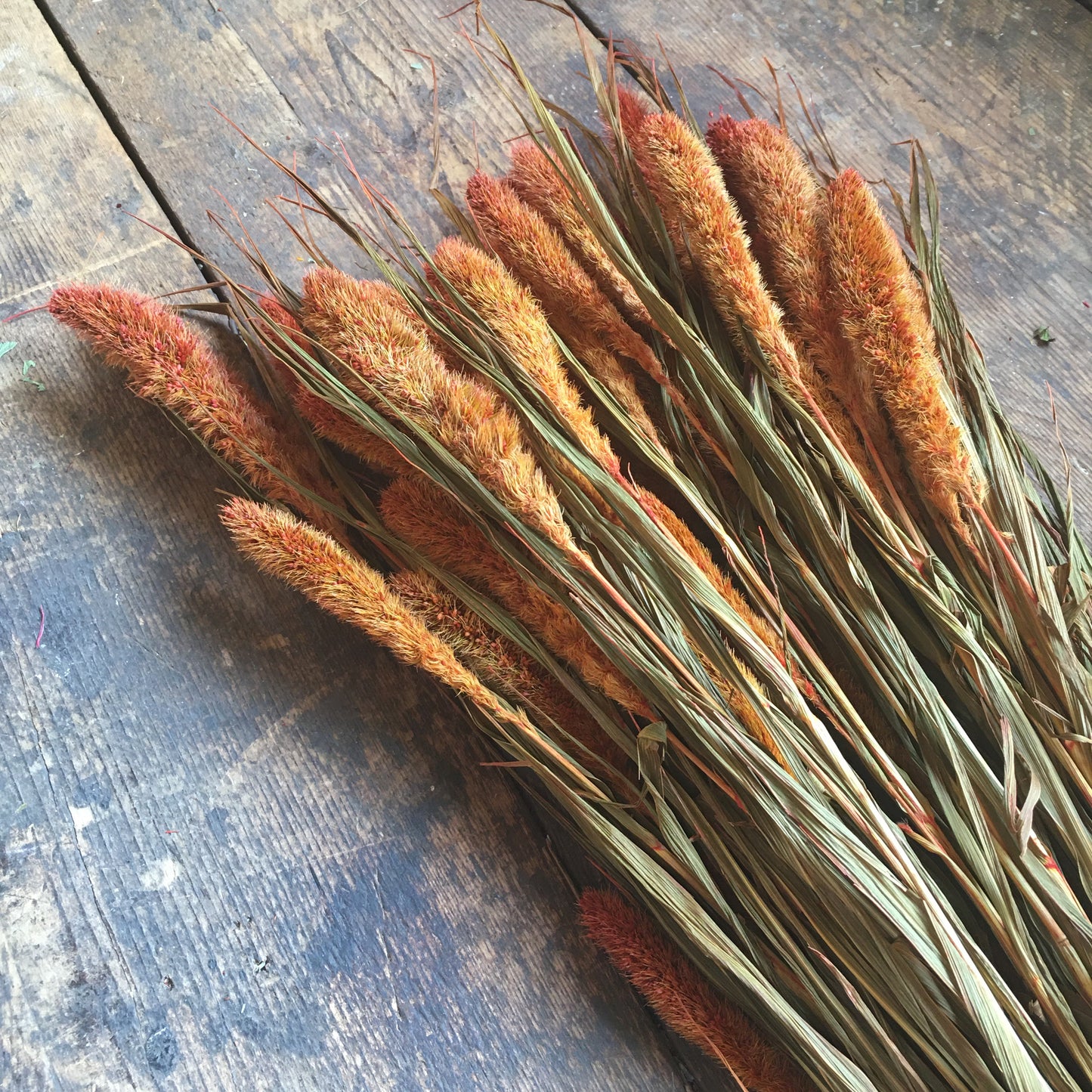 Dried Foxtail Grass - Orange