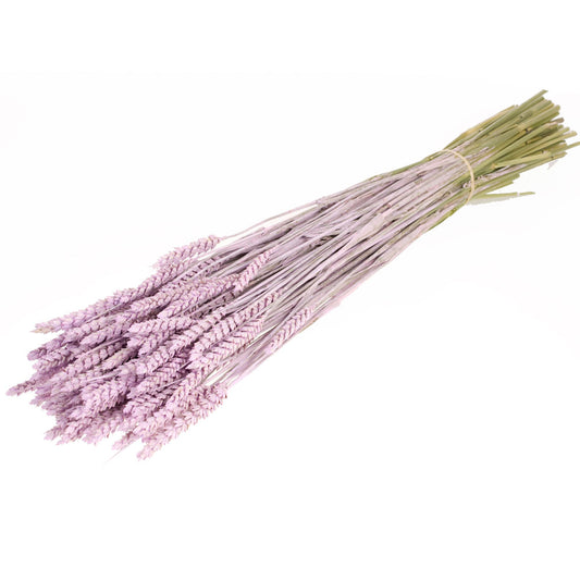 Lilac Misty Wheat Bunch