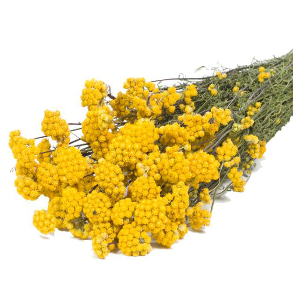 Dried Lona Bunch - Yellow