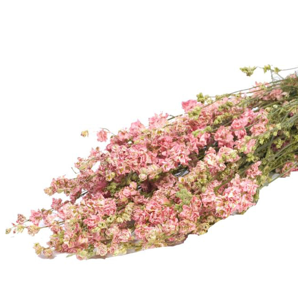 Dried Pink Delphinium